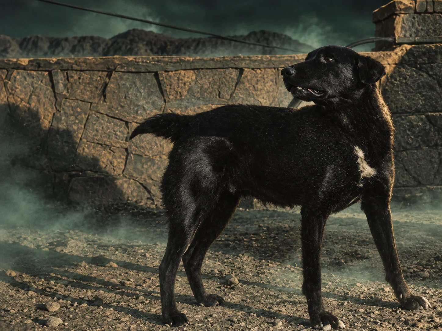 Black dog standing beside a stone wall in drifting fog with desert mountains behind